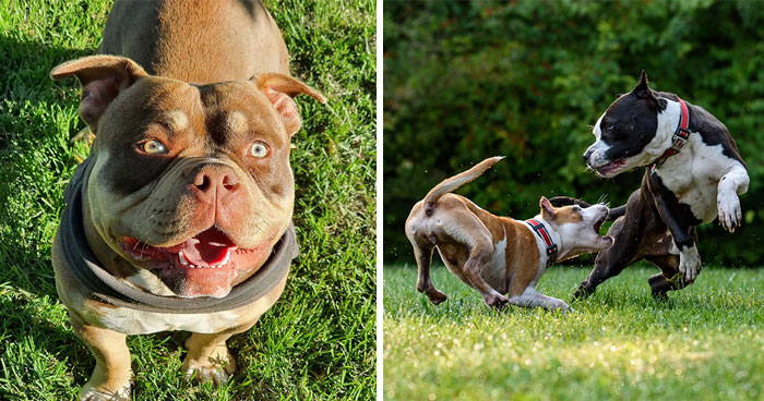 American Bully Dog Breed All Information Covered