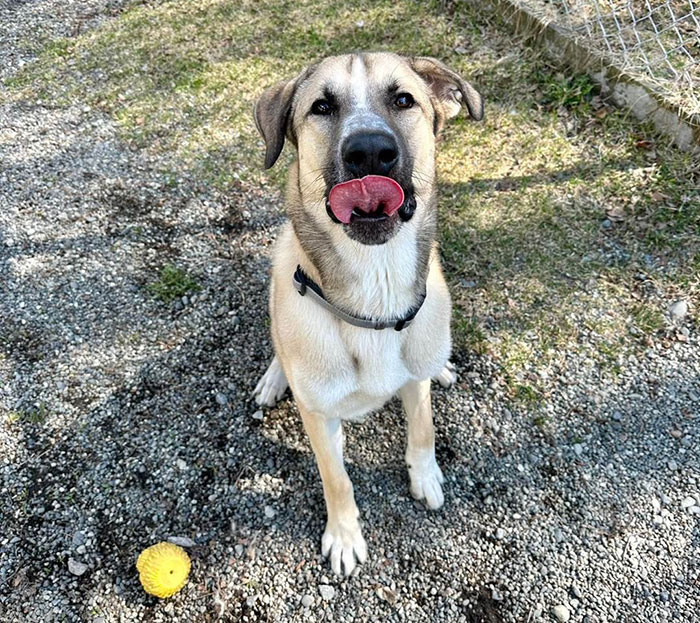 Anatolian Shepherd Dog sitting on gravel, licking its nose, with a yellow ball nearby.