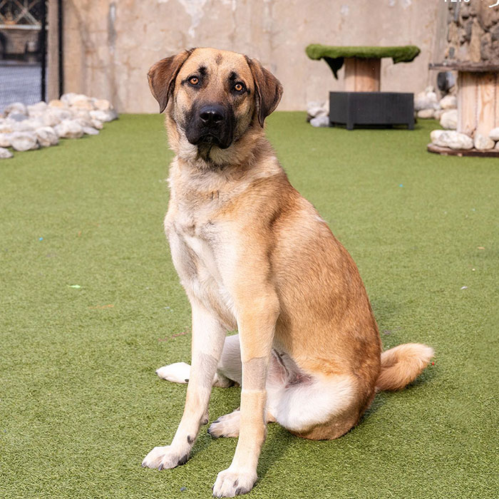 Anatolian Shepherd Dog sitting on grass, displaying its sturdy build and attentive expression.