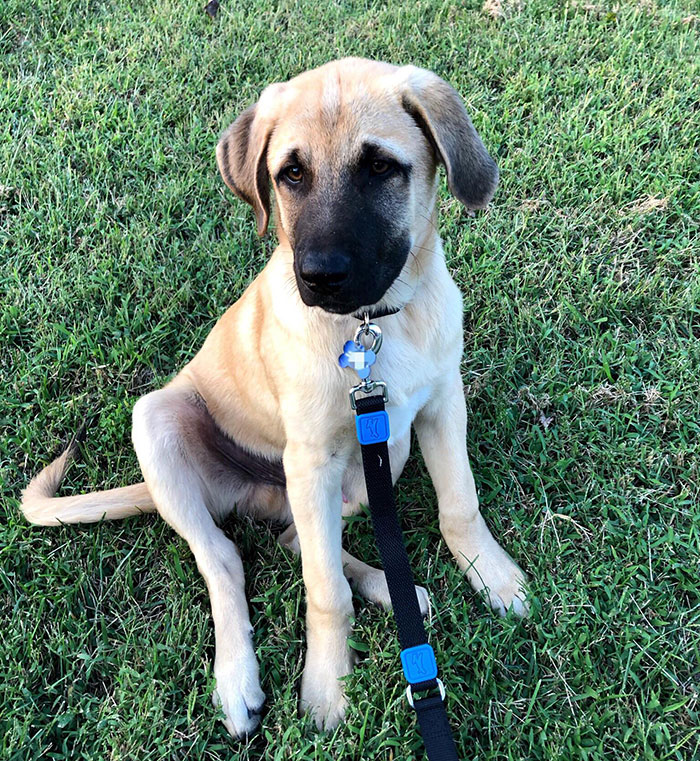 Anatolian Shepherd Dog sitting on grass with a leash and blue tag.