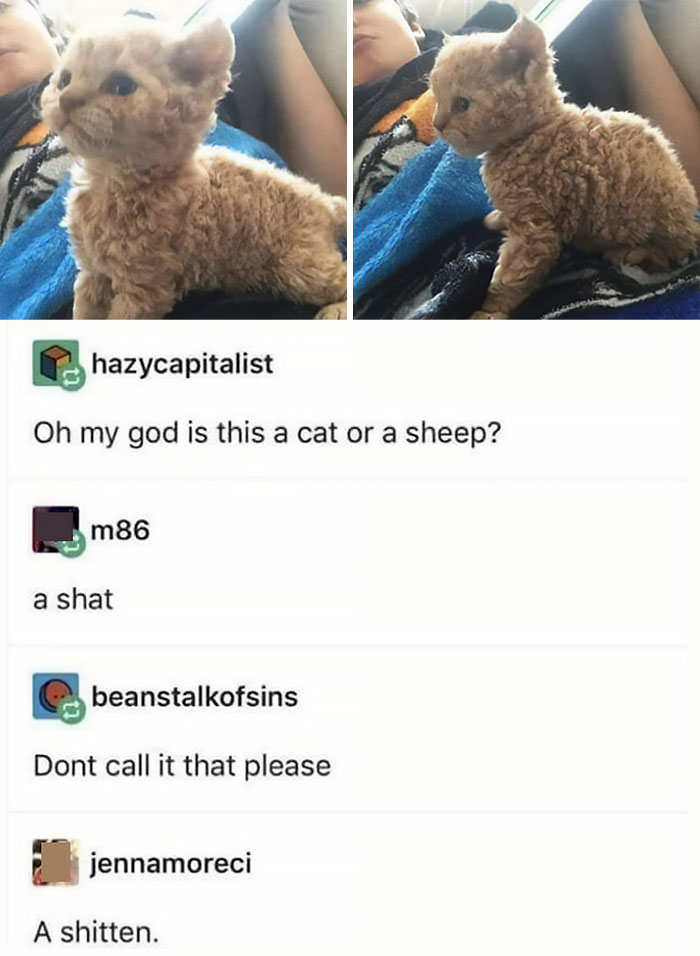 50 Chucklesome Memes That Make The Perfect Blend Of Animals And Comedy