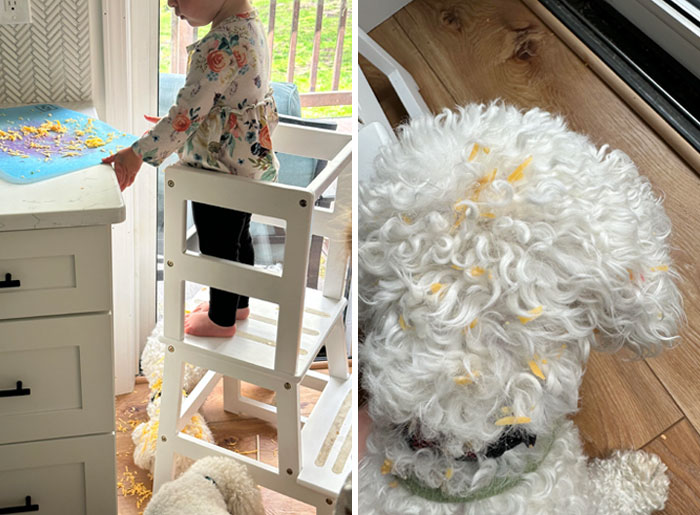 We Let Our 2-Year-Old "Help" Cook And She Dumped All Of The Cheese On Top Of Esteban. It’s Stuck In His Hair Now