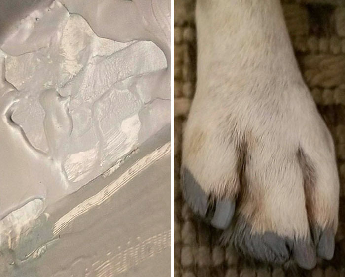 Jack Decided To Give Himself A French Pedicure By Stepping In The Paint Tray