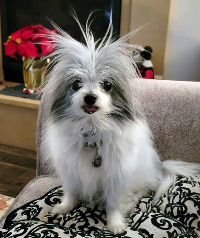 Lily Had A Bad Hair Day Today