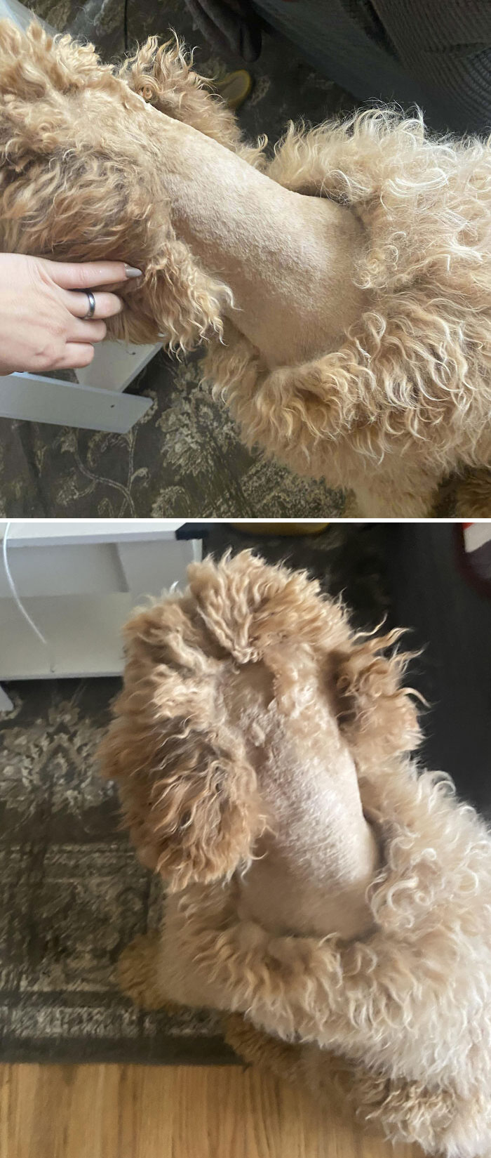 Got My Dogs Groomed, But The Groomer Called After She Had Begun The Second One And Said She Couldn’t Finish. This Is How They Sent My Poor Baby Back Home