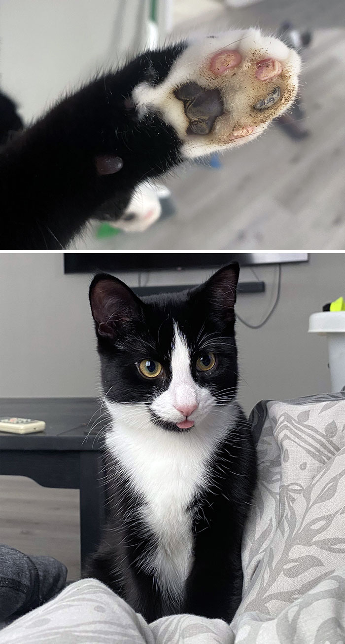 Decided To Make A Quesadilla For Lunch. As Soon As I Was Finished Cooking, Wormie Jumped Onto The Stove