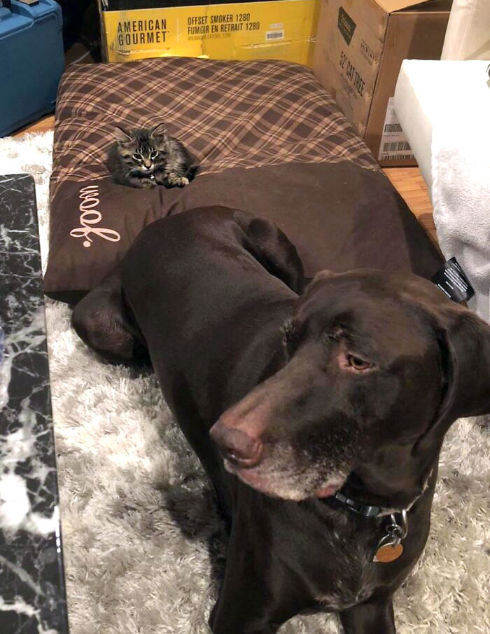 Stole His Bed On The Very First Day Home. The Audacity