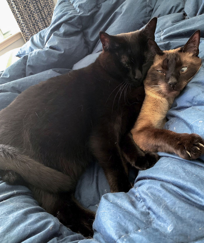 The Best Pillow Is An (Unwilling) Friend