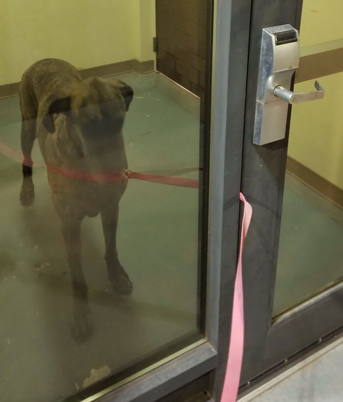 My Dog Was Slow, Afraid Of The Door, And I Forgot My Hotel Key Card