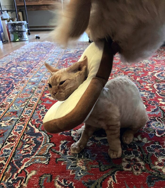 Poor Baby Got Neutered And The Dog Thinks He’s A Toy