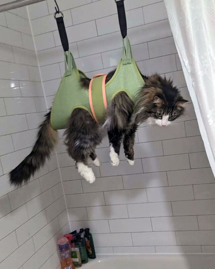 Achilles Accepting He Can't Escape The Hammock