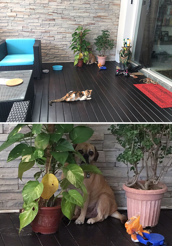 Sully Is Afraid Of The Neighbor's Cat