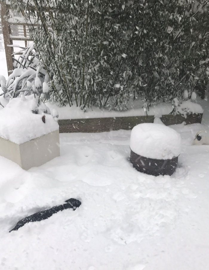 Probably 10 Inches Of Snow In Our Garden. Making It A Little Bit Tricky For Otto - Our Sausage Dog - To Get Around