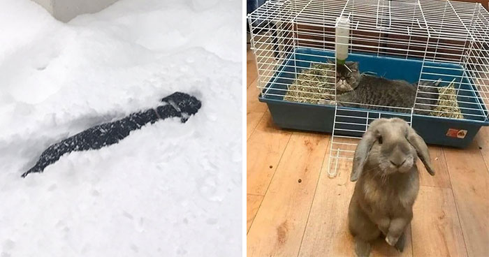 36 Fotos de animales que llevan un día peor que el tuyo