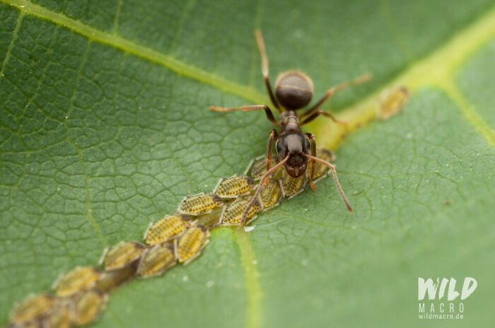 Christian Brokes's Stunning Macro Photography With Godox V1