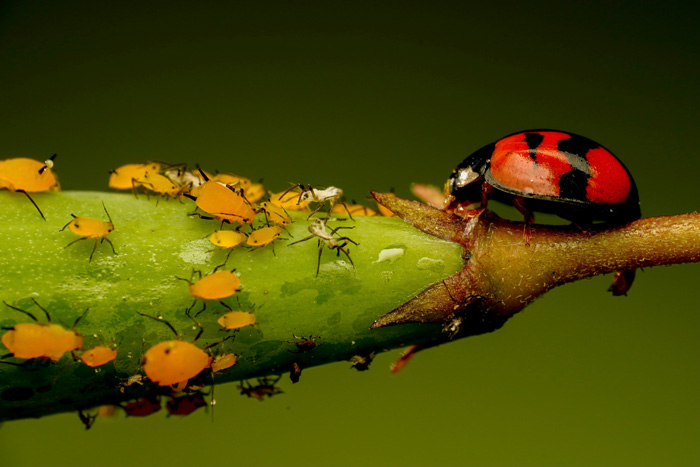 ladybug eating aphids&nbsp;