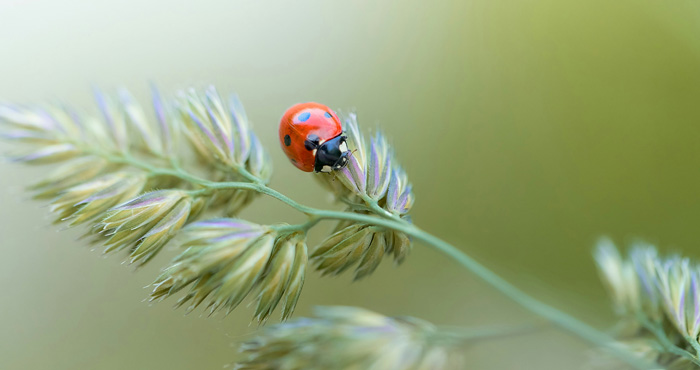 ladybug on the grass