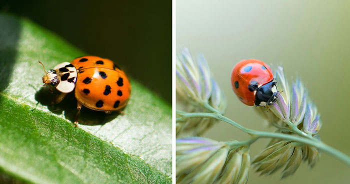 Asian Beetle vs Ladybug: Which Is Invasive? (And How To Get Rid Of It)