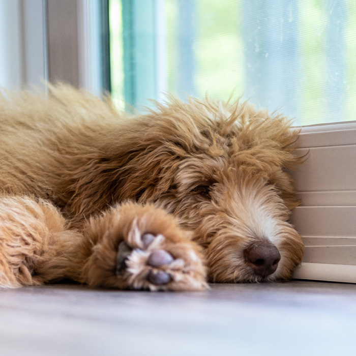 Sleeping Aussiedoodle puppy with fluffy fur resting by a window.