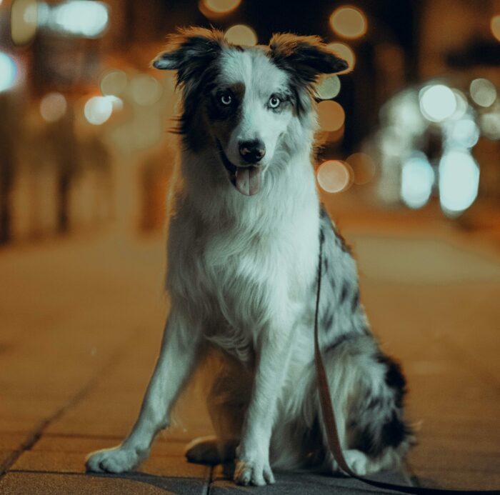 Australian Shepherd dog sitting on a city street at night, with blurred lights in the background. Australian Shepherd dog sitting on a city street at night, with blurred lights in the background.