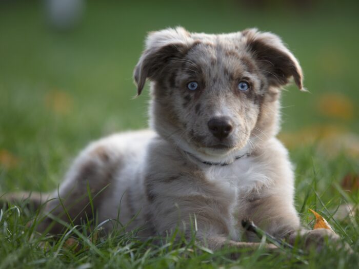 Australian Shepherd puppy with blue eyes lying in green grass. Australian Shepherd puppy with blue eyes lying in green grass.