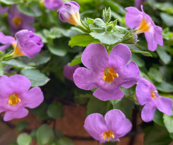 Image of &ldquo;Snowstorm Blue&rdquo; Bacopa.