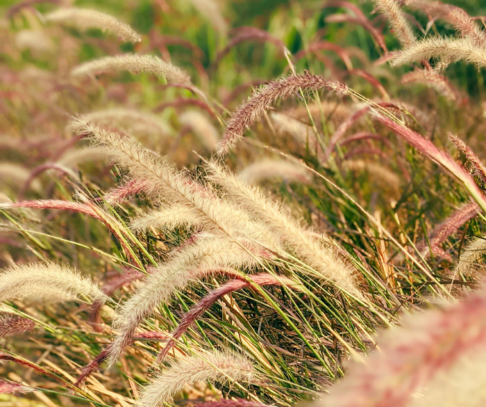 Image of Purple Fountain Grass.