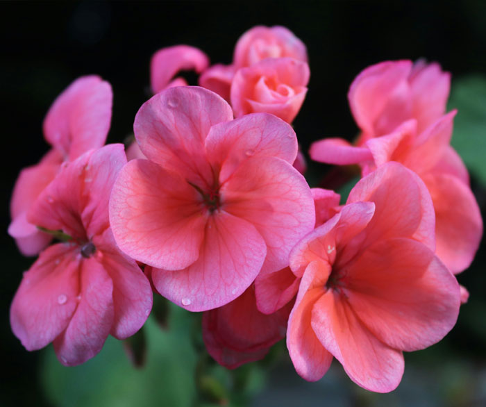 Image of Geraniums.