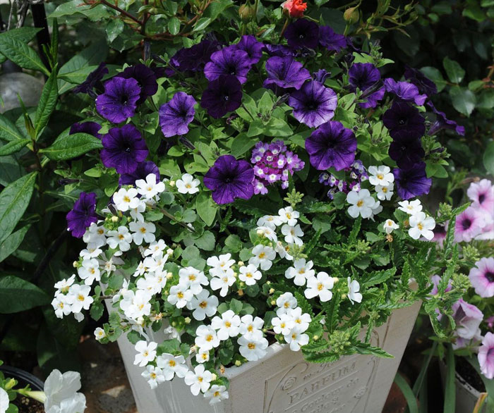 Image of flowers blooming in the pot.