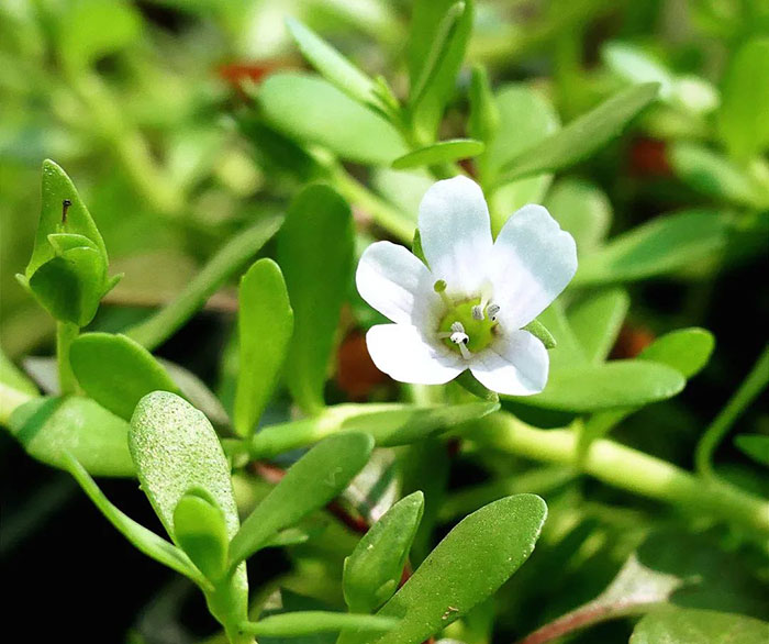 Image of Bacopa monnieri.