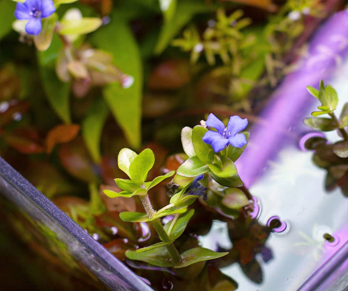 Image of Bacopa caroliniana.