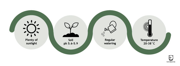 Illustration of Bacopa plant care.