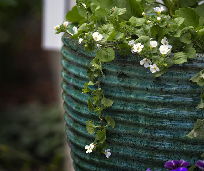 Image of Bacopa in huge pot.