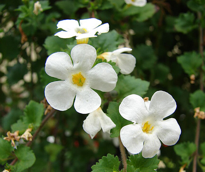 Image of Bacopa.
