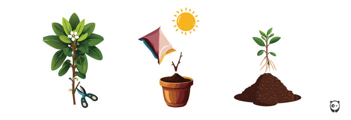 Illustrated steps of how to propagate Bacopa plant.