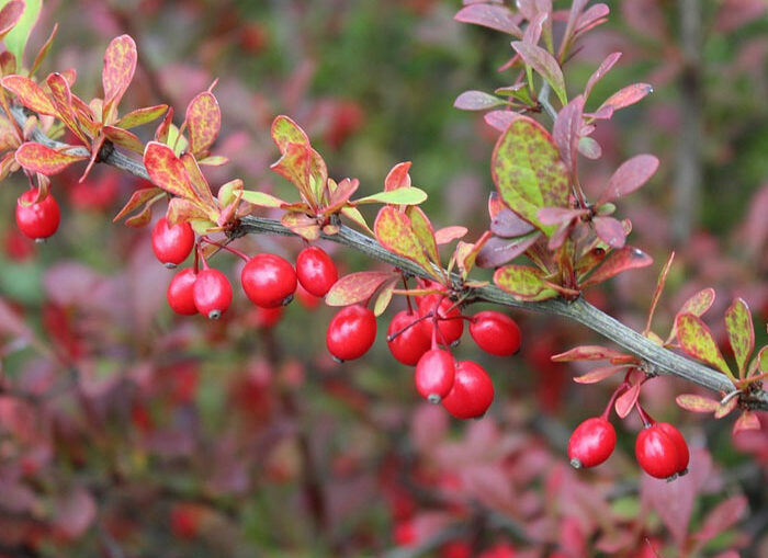 Barberry bush in autumn