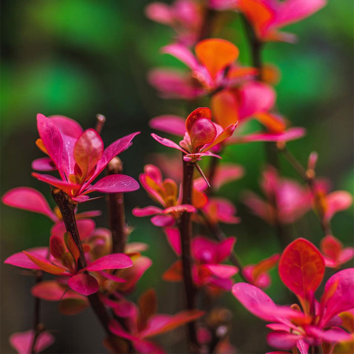 Picture of orange rocket barberry 