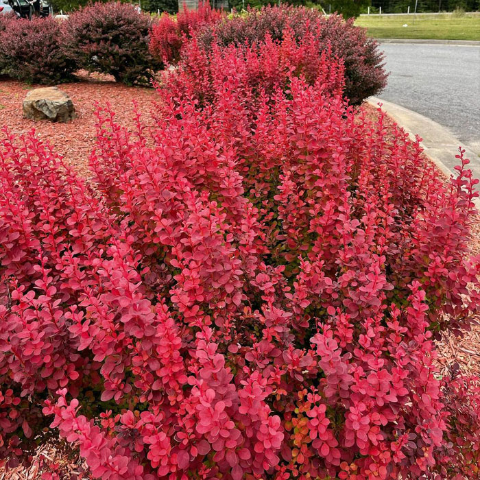 Crimson pygmy&rsquo; barberry bushes