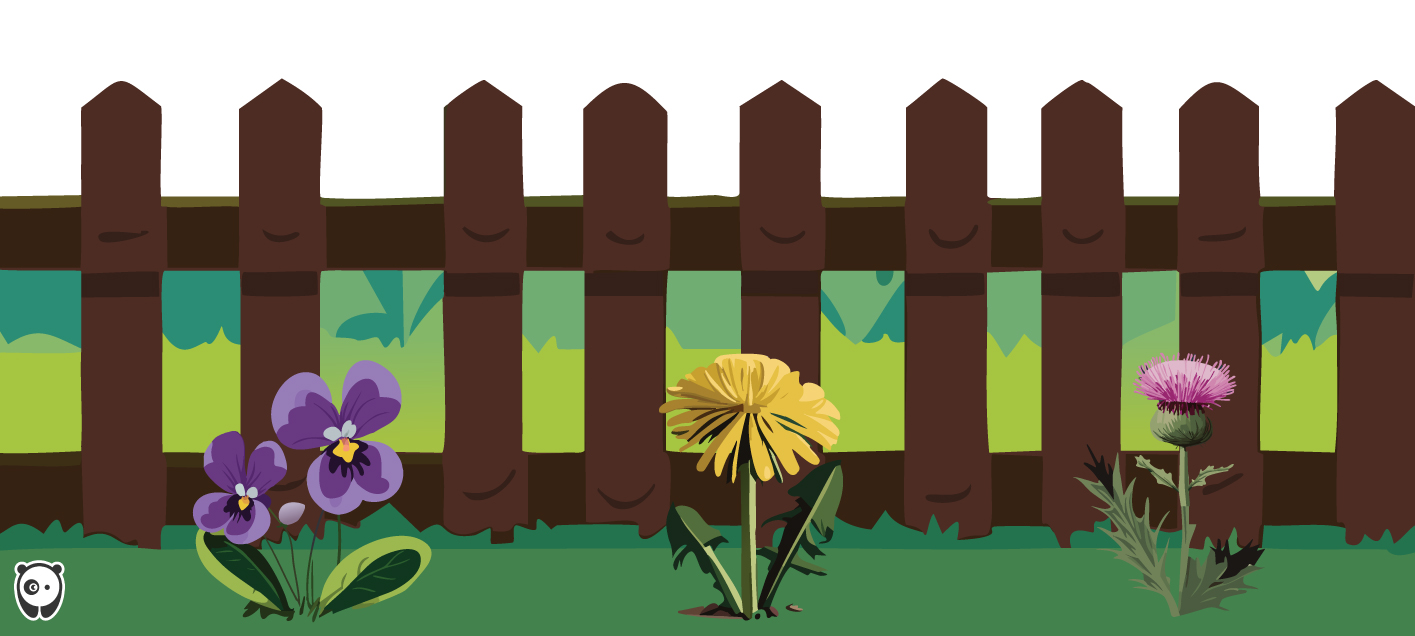 Various common types of weeds in gardens growing near a wooden fence with green grass background.