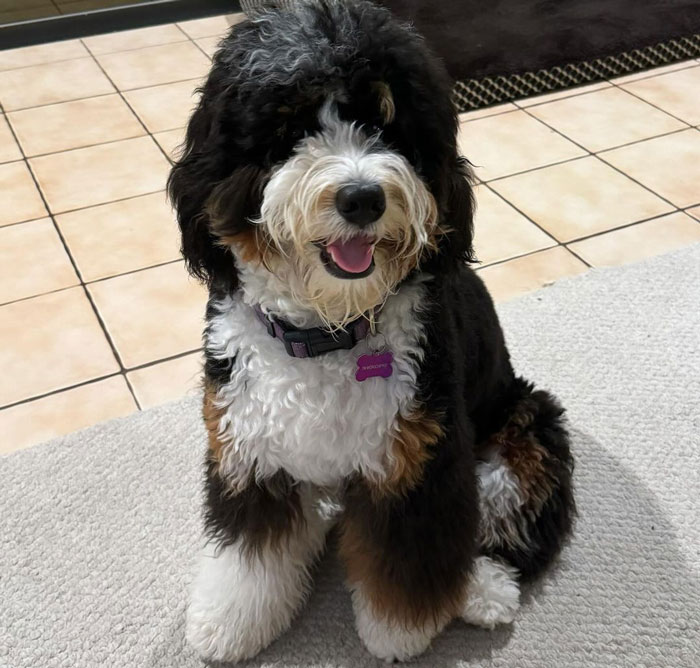 Adorable Bernedoodle dog with fluffy tri-color fur sitting indoors.