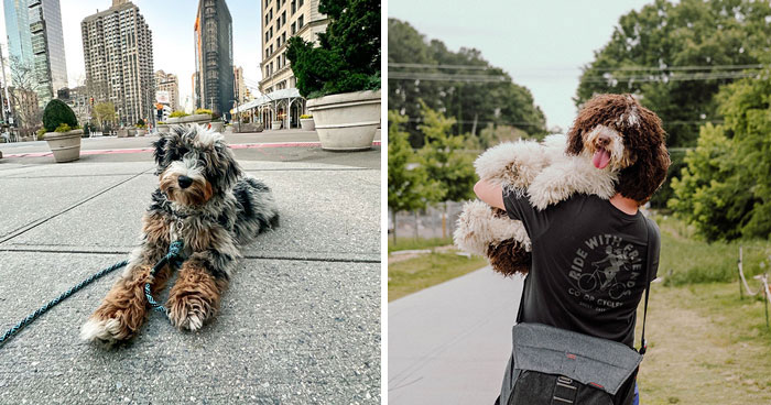 Bernedoodle Dog Breed: All Information Explained