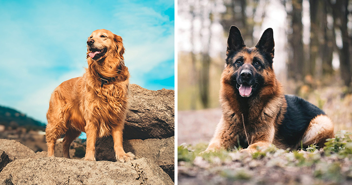 Best Service Dog Breeds for Various Needs: A Comprehensive Guide