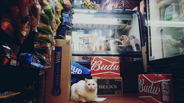 We Capture The Essence Of NYC Through Cute And Funny Photos Of Bodega Cats