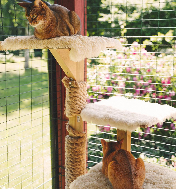 Two cats on a DIY cat tree tower with soft platforms in a sunlit enclosure.