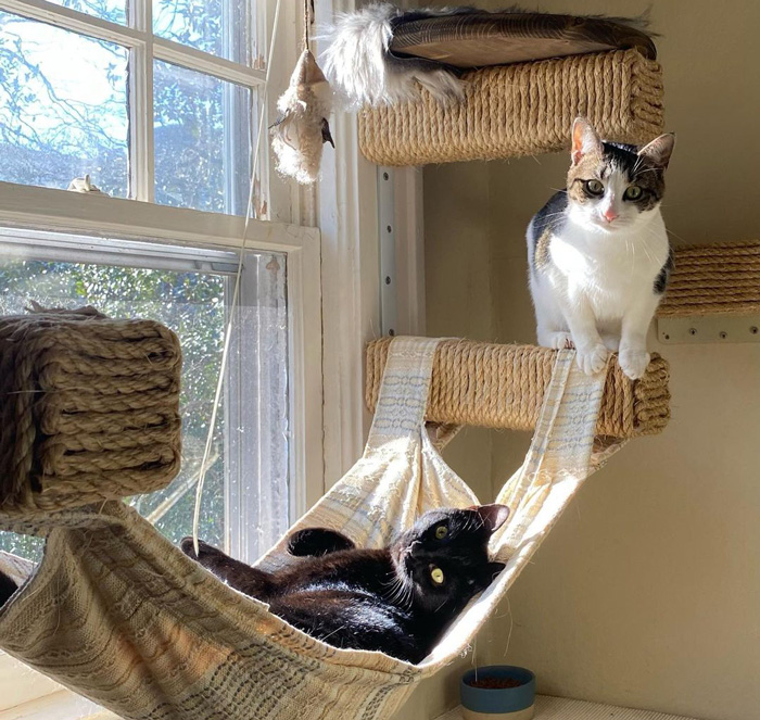 Cats enjoying a DIY cat tree tower with rope-wrapped shelves and a hammock by the window.