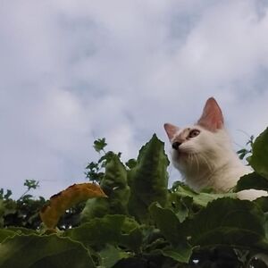 sarisantilglass avatar