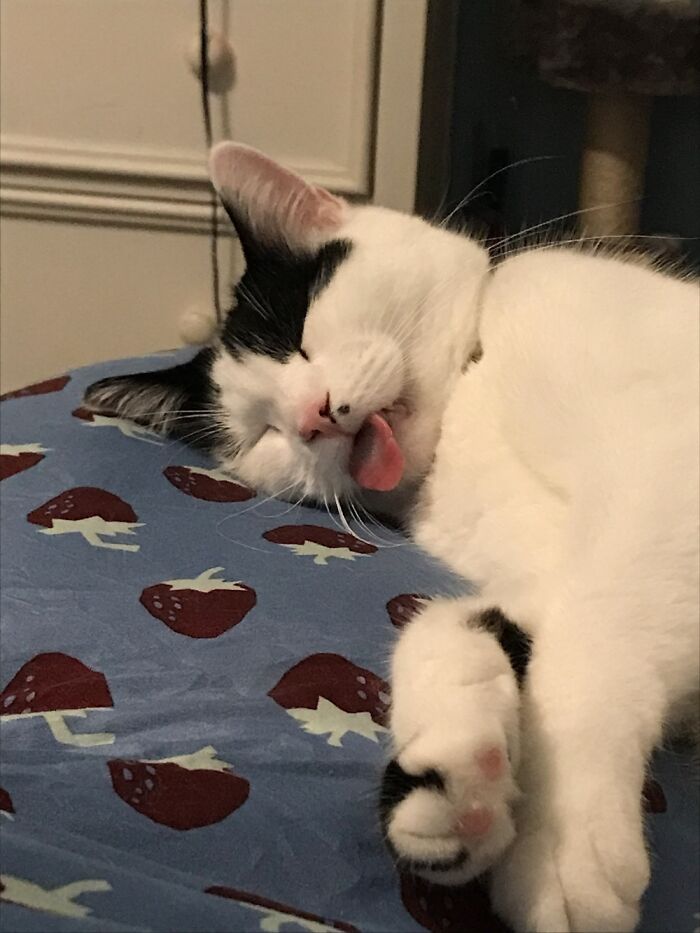 I'll Admit I Took The Picture First Before Checking That He Was Still Actually Alive