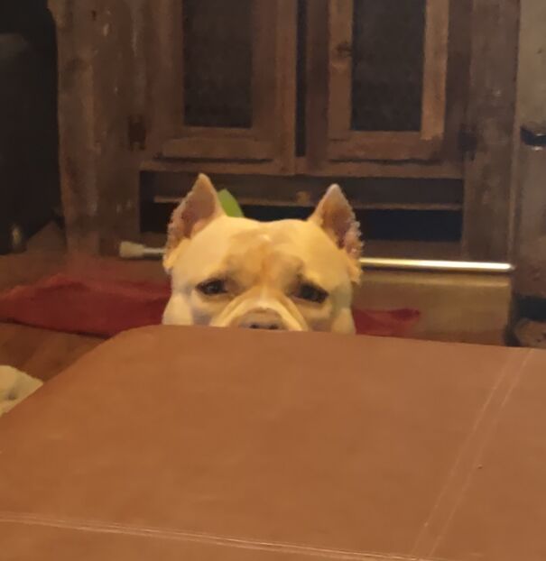 Lilly Playing Peekaboo