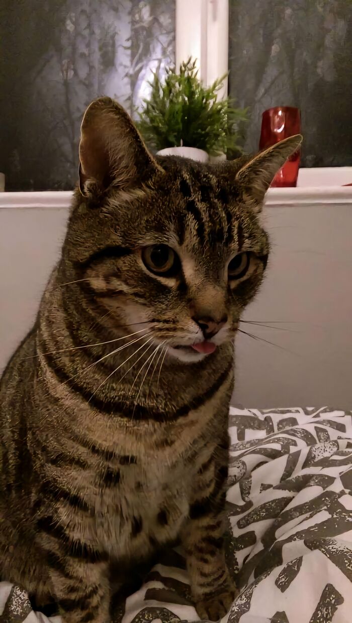 Frank's Blep