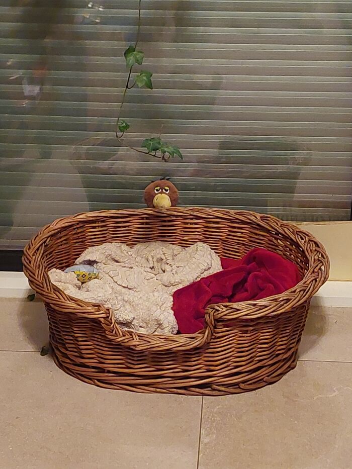 Our Dogs Have Put One Of Their Toys Like This To Make Us Laugh